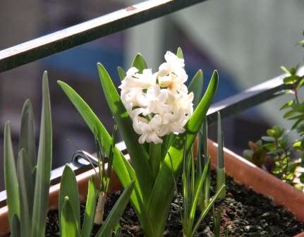 Bucolico Anonimo Pre Bonsais