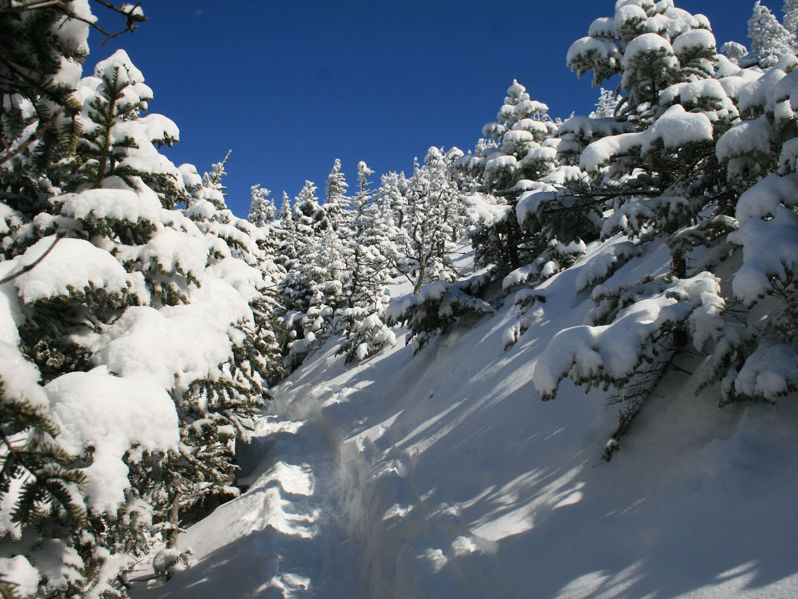 Snow Covered Spruce Wallpapers
