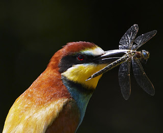Beautiful Photographs Of Birds