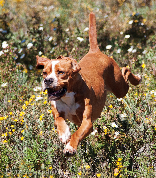 Pointing Dog Blog Breed of the Week The Portuguese Pointer
