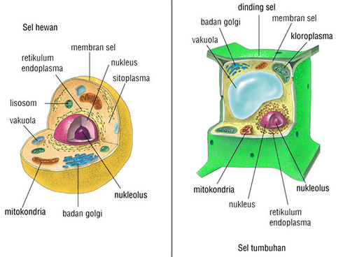 Organisasi Kehidupan Sel Jaringan Dan Organ Wawasanpendidikan Organisasi Kehidupan Sel Jaringan Dan Organ Wawasanpendidikan