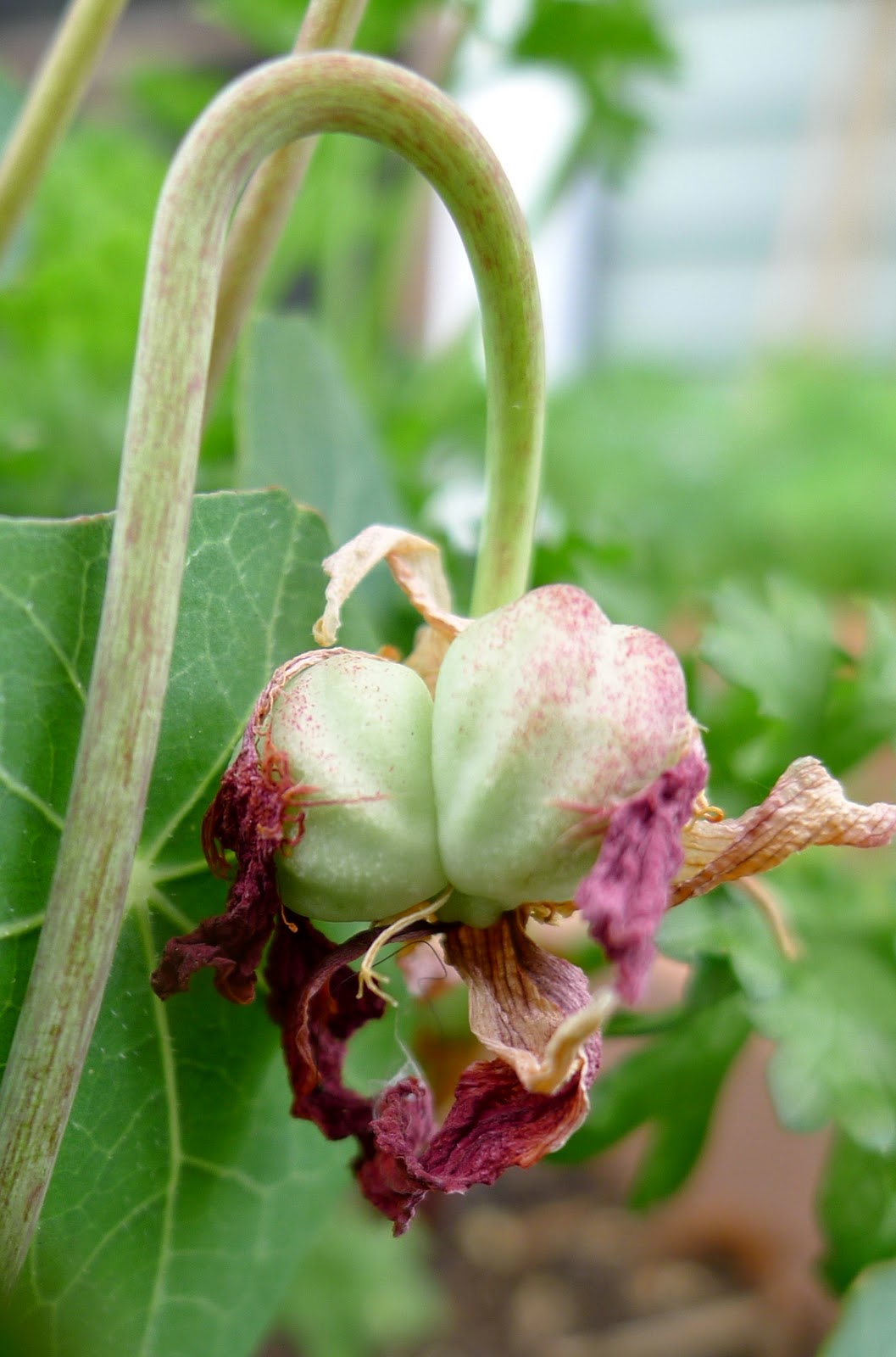 Less Noise, More Green Pickled nasturtium seeds, roasted veggies and