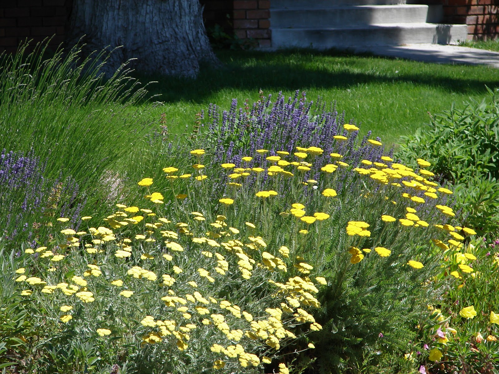 New Utah Gardener Waterwise Plants for Utah