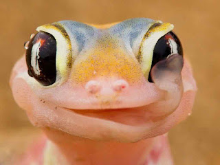 beautiful frog background hd for free