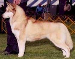 Foto Anjing Siberian Husky Agouti Foto Anjing Siberian Husky Agouti
