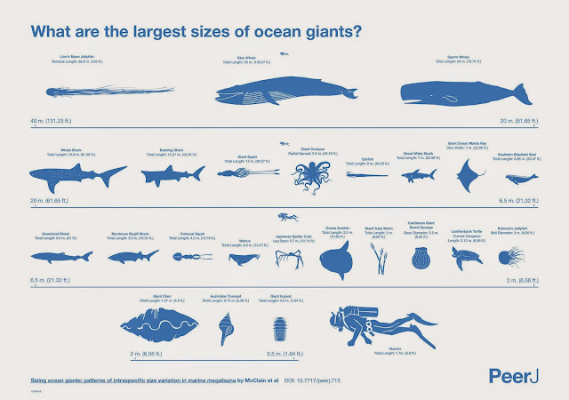 Studying the Actual Size of Undersea Giants