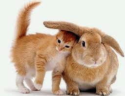 Animales tiernos 2015 - 2016 Animales tiernos 2015 - 2016