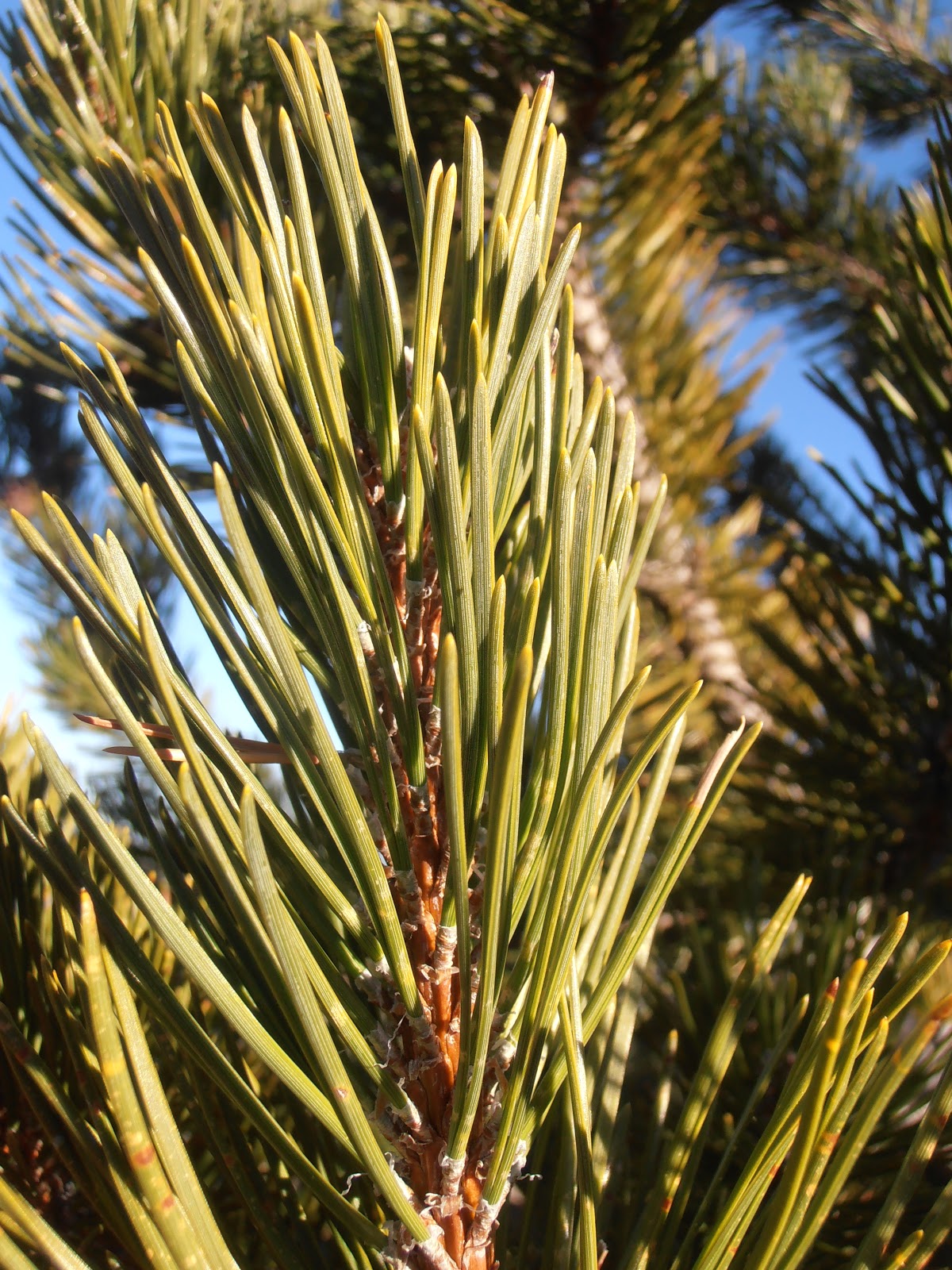 Entre plantas y bichos: Pinus uncinata (pino negro)