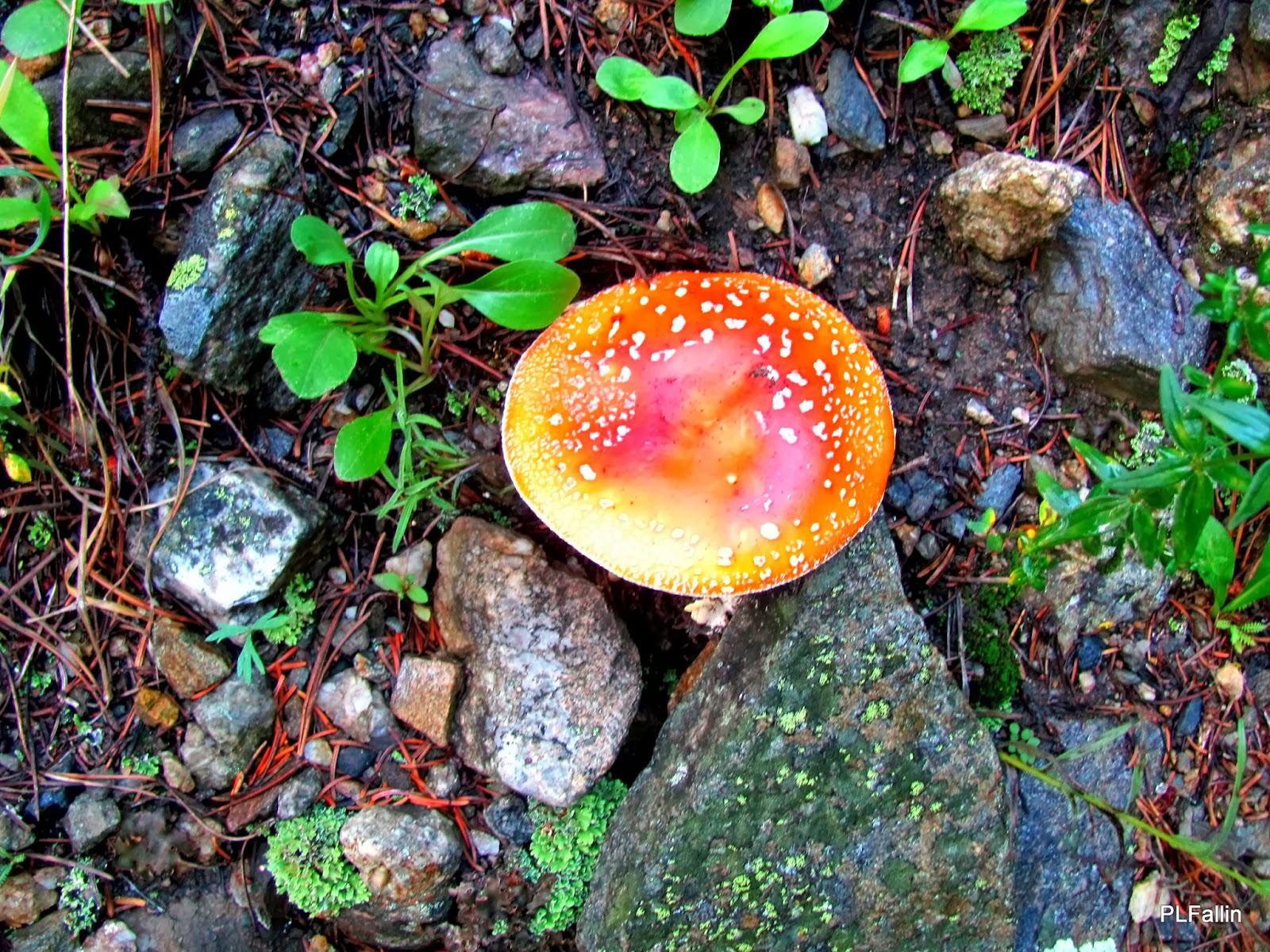 PL Fallin Photography Red Mushrooms Rocky Mountains