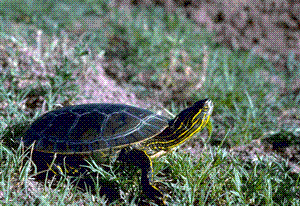 colorados state symbols the state reptile