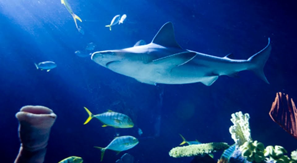 Sloopin A South Loop Blog Shedd Aquarium offers “Ward Day” discounts