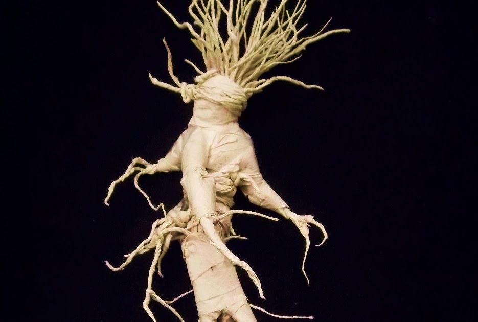 mandrake root