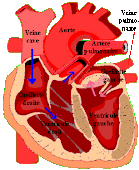 coeur