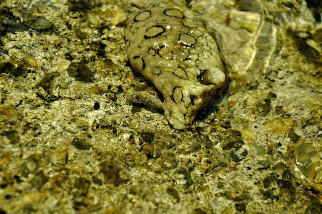 _DSC0538.JPG
