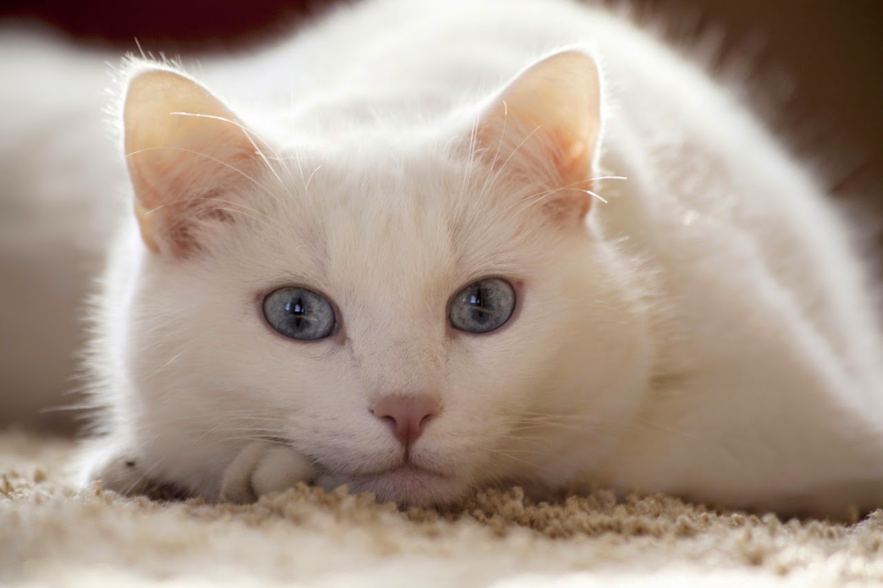 tres belles images de chats - Top 25 plus belles photos de chats Tooply