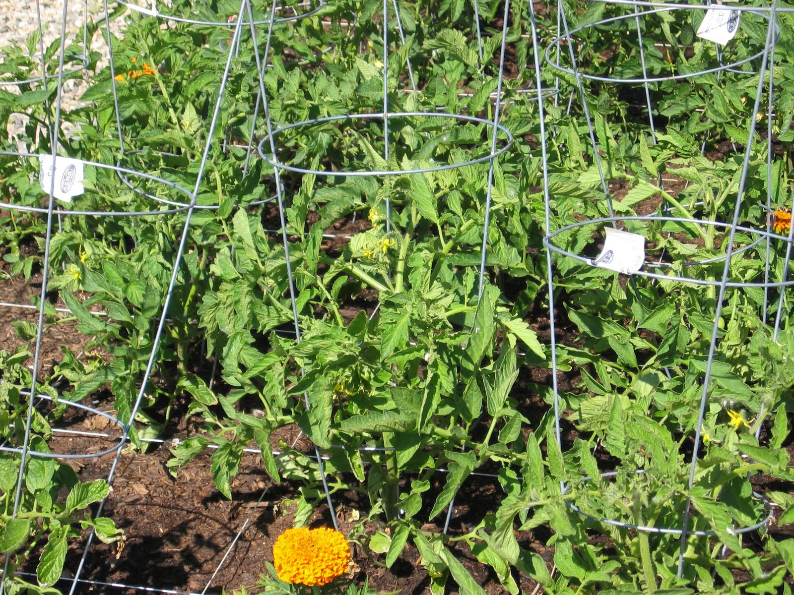 Toni's Square Foot Garden Growing Kale for the very first time!