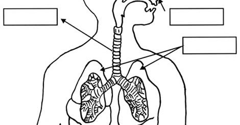 Cuentosdedoncoco Com Dibujo Del Sistema Respiratorio Para