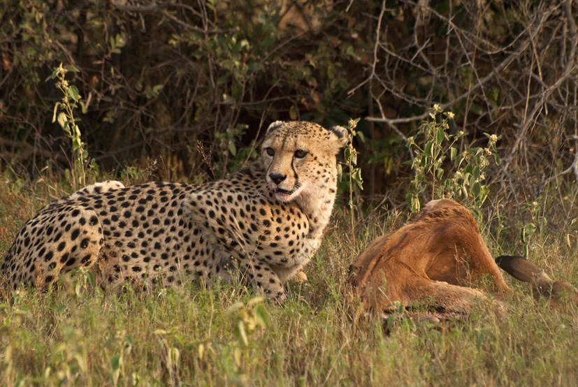 Cheetah Animals Dangerous | cheetah animals dangerous newhairstylesformen2014 com Cheetah Animals Dangerous | cheetah animals dangerous newhairstylesformen2014 com