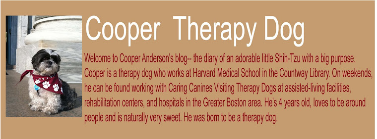 Cooper Therapy Dog