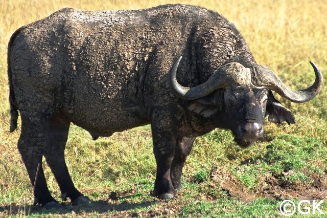 Alter Büffel-Bulle nach einem Schlammbad.