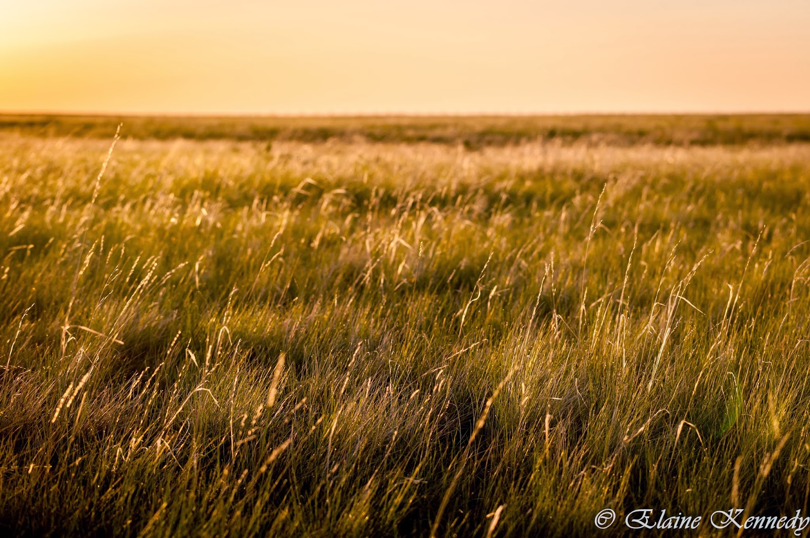 Stories of a Young Botanist and Adventurer of the Canadian Prairies
