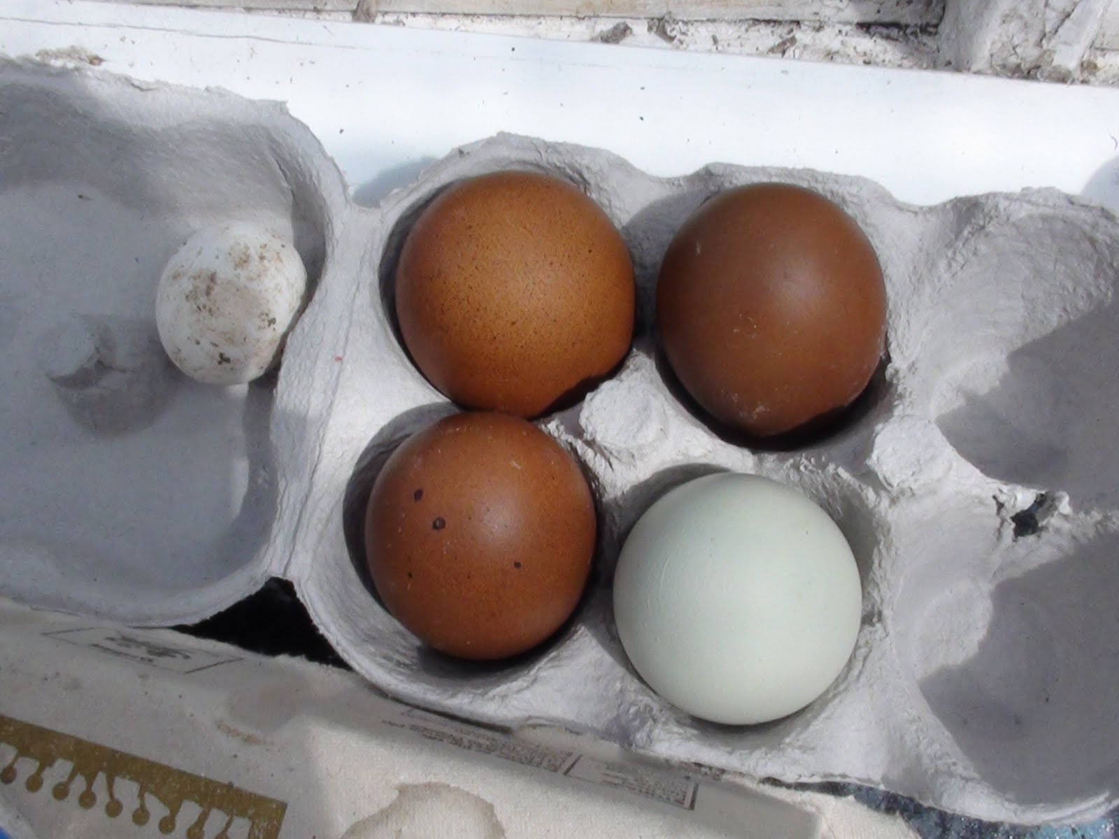 Adventures in Smallholding Hatching eggs