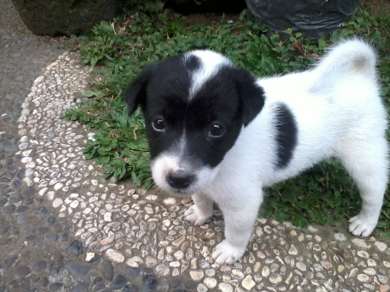 Hewan peliharaan ~ Abu-Kelabu