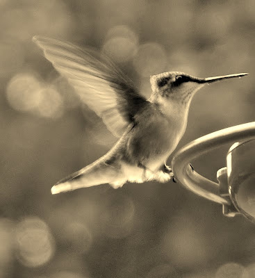 Female Ruby Throated Hummingbird