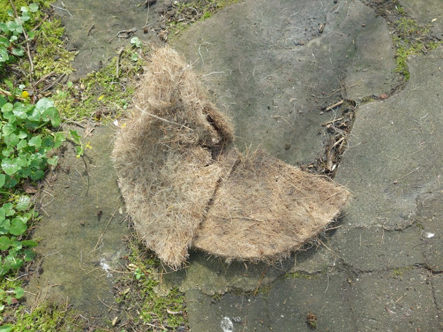 Flessenborstelstruik Fothergilla Major