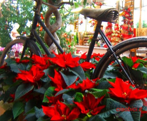 La Stella Di Natale Racconto.Il Bicicletterario Bici Tra Le Stelle Un Racconto Di Natale Per I Bicicletterari Da Fernando Da Re