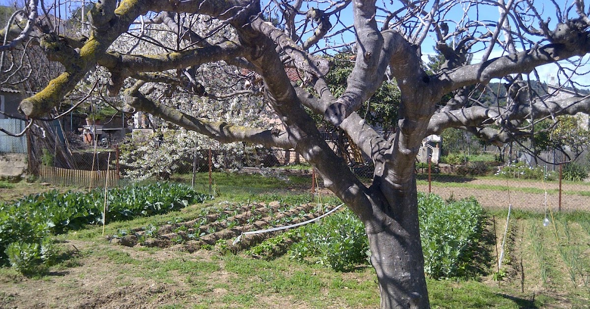 La cocina de Sariqui: Hoy te voy a llevar al huerto