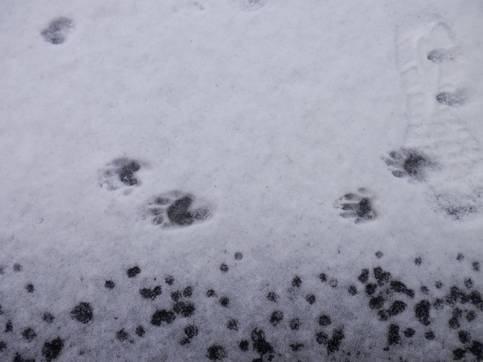 Going Blue, Too Footprints in the Snow