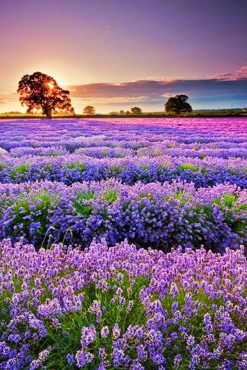 Sunset,lavender fields, France