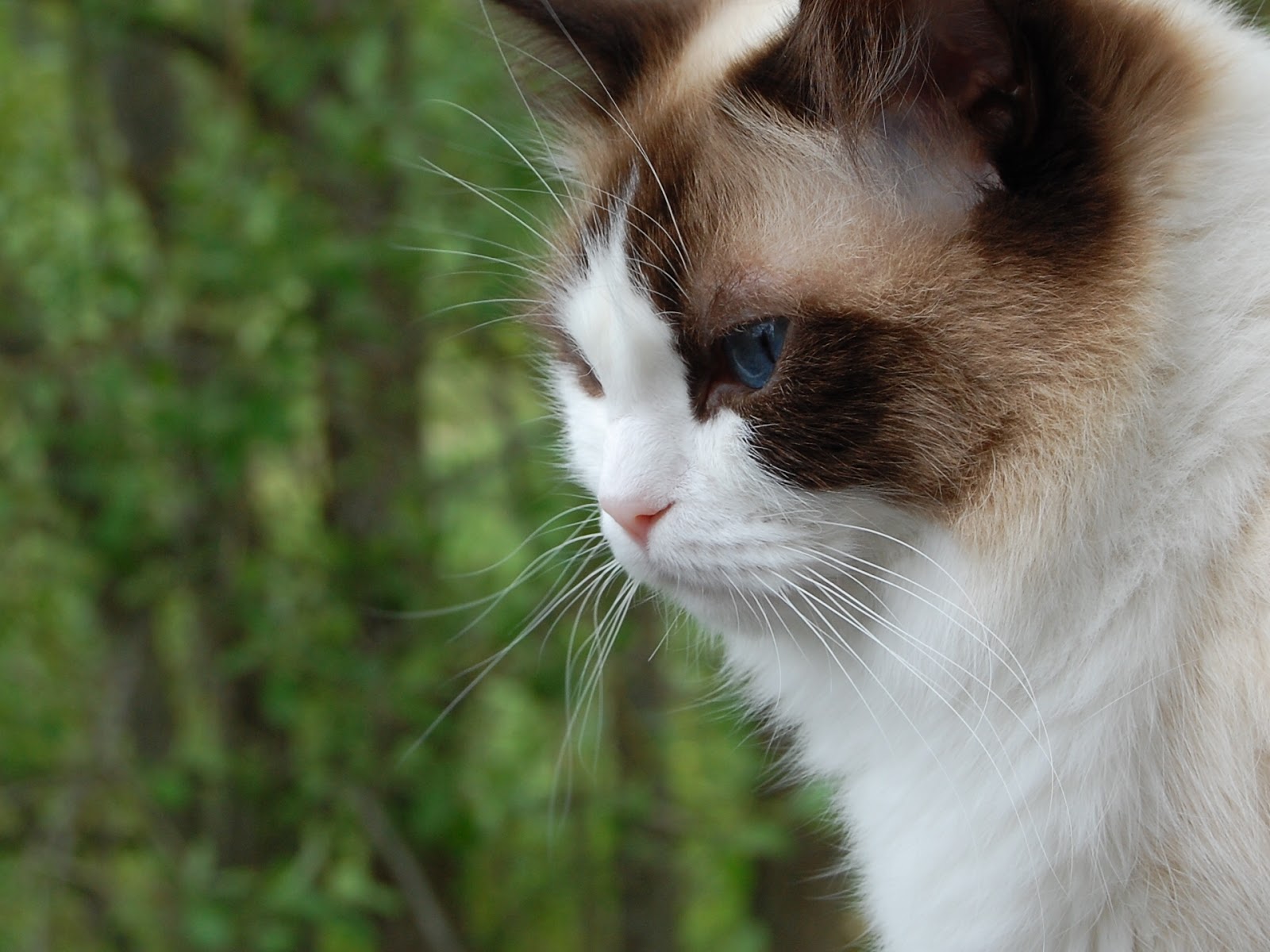 7 himlen dejting online