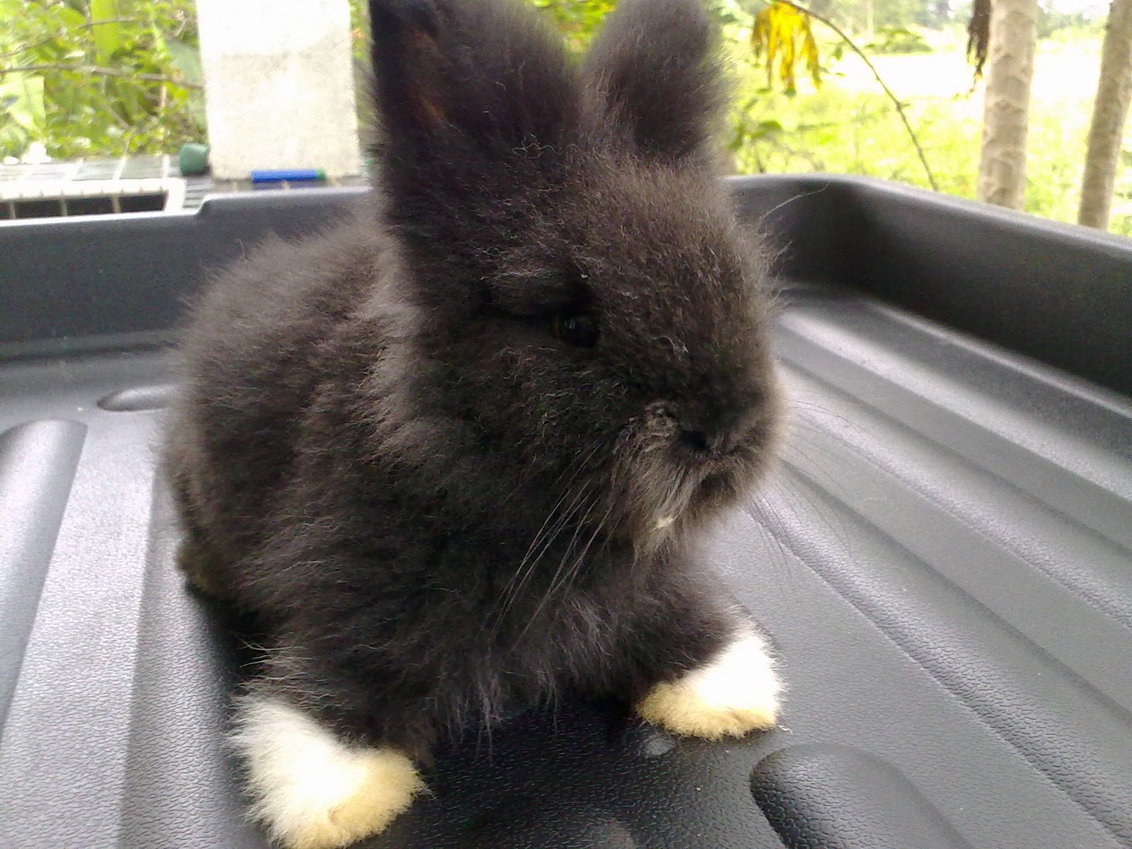 RABBIT JUNCTION RABBIT, BUNNIES & ME For Adoption