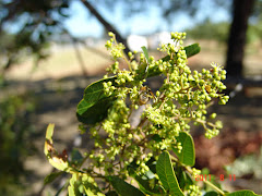 Borboleta na flor da baraúna I