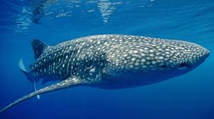 El animal más grande del mundo se alimenta de agua de mar.