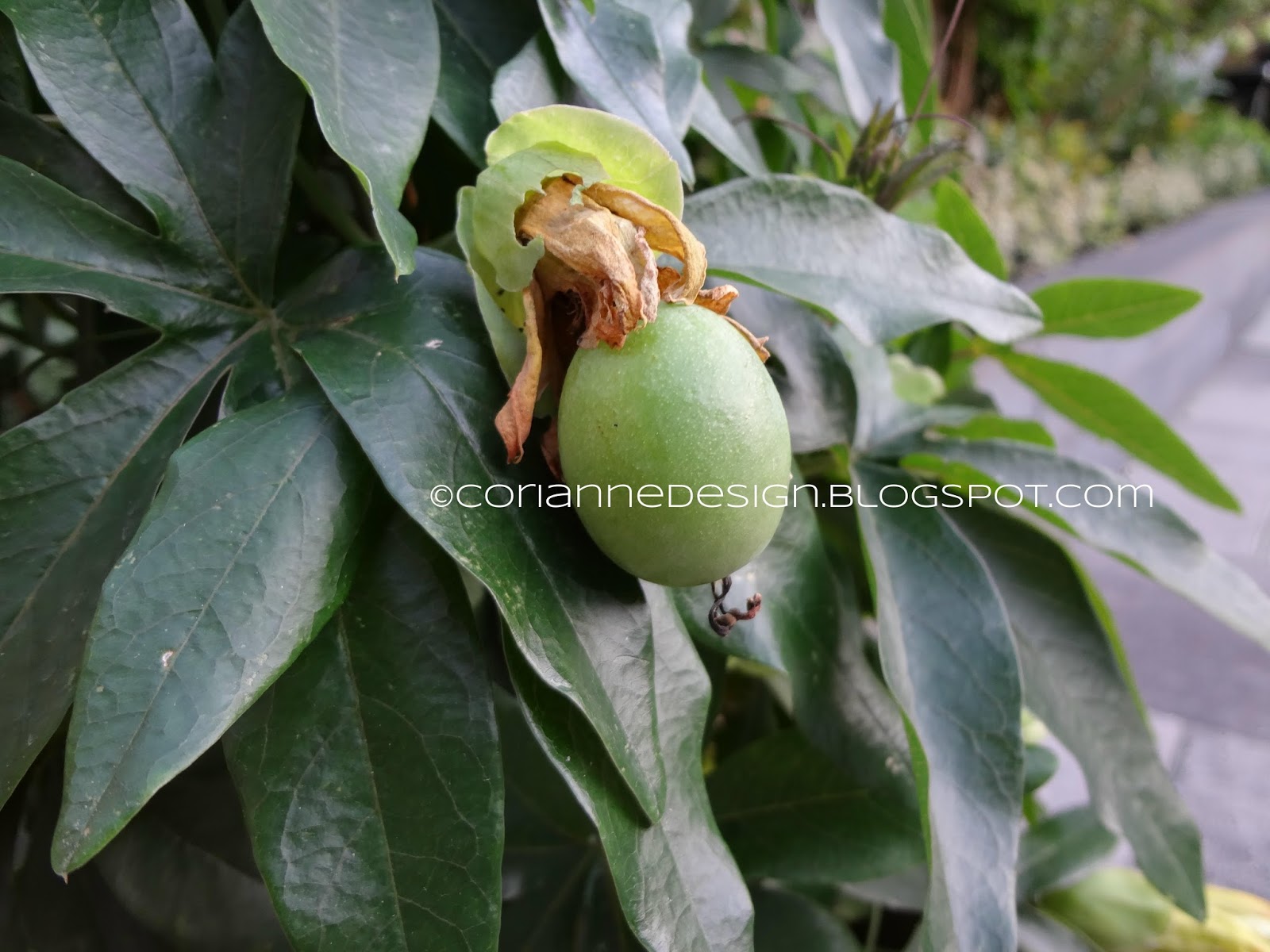 Corianne Design My Blue Passion Flower has got seed pods...