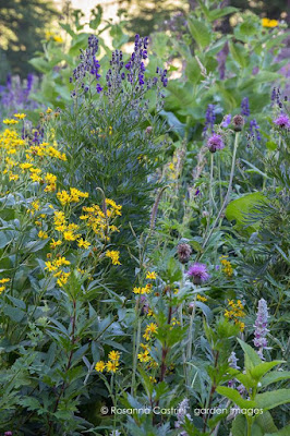 Grand Chamen. Jardín alpino de Giuseppina Marguerettaz en Aosta, Italia (Rosanna Castrini)