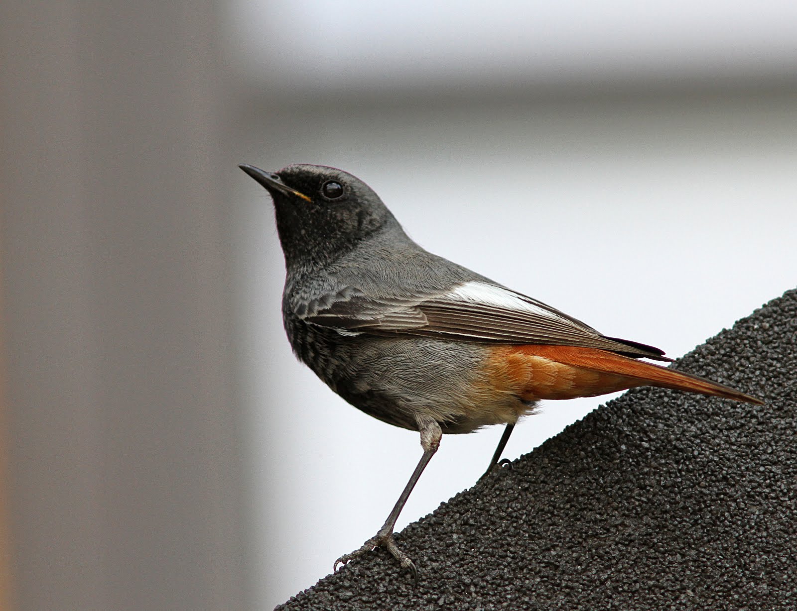 Black Redstart