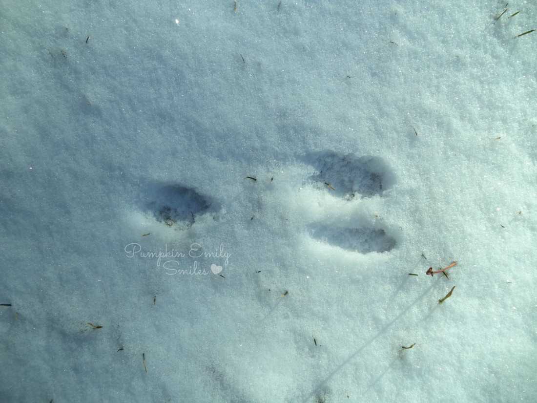 Bunny paw prints