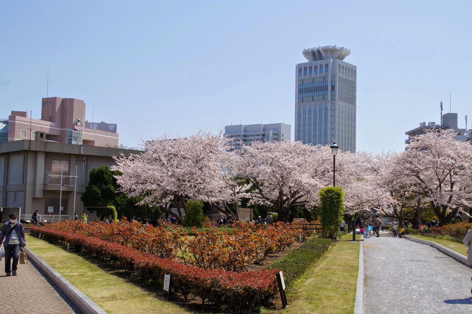 サンポートみさきブログ ヴェルニー公園 桜満開