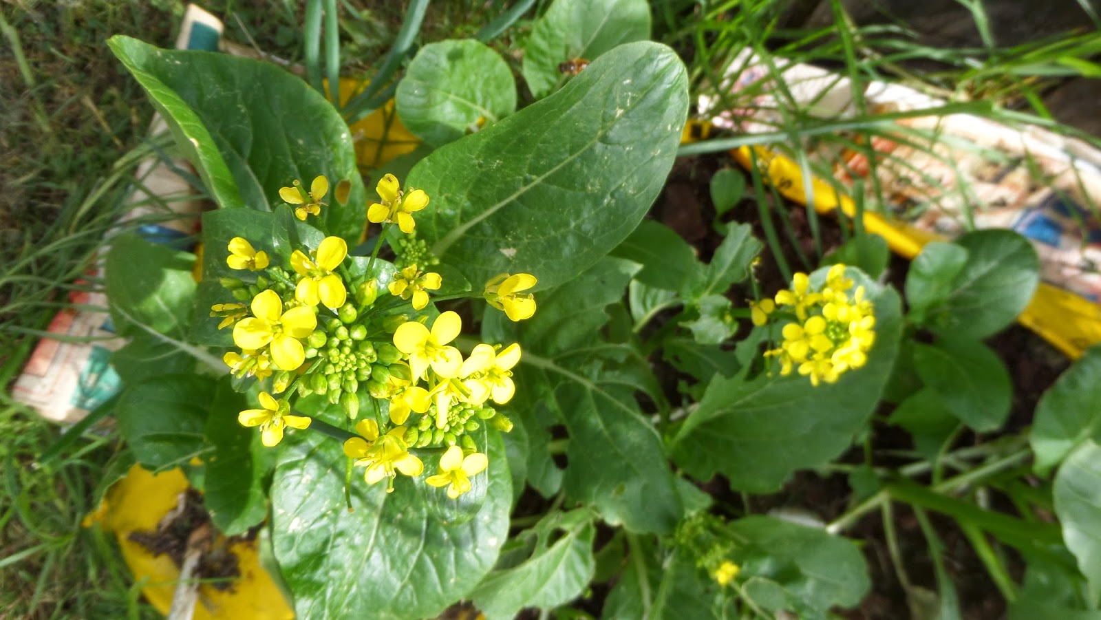 my walk with food and beautiful plants and flowers Cai Xin, Chinese green
