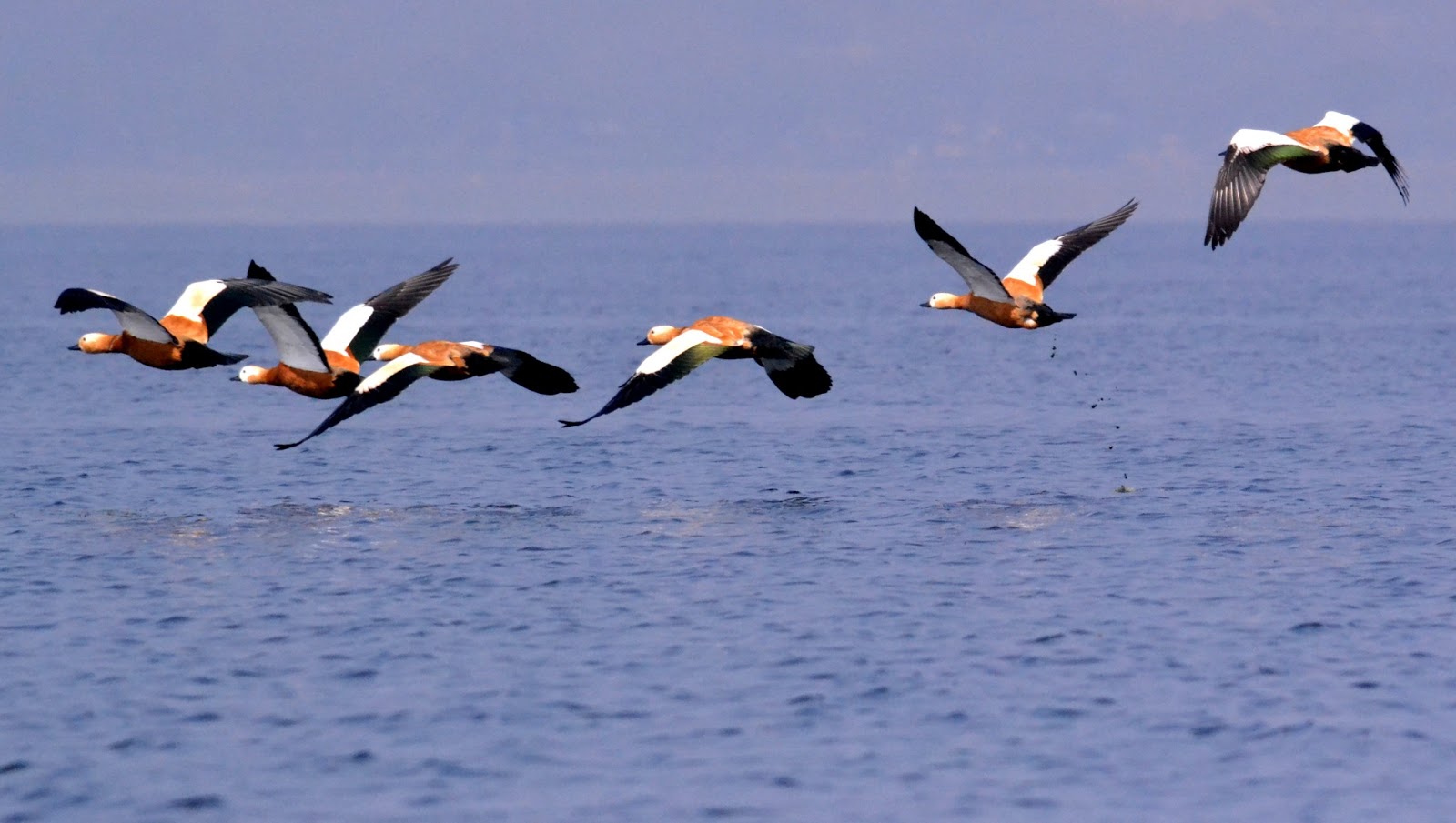 DSC_2563+-+Ruddy+shelduck.JPG