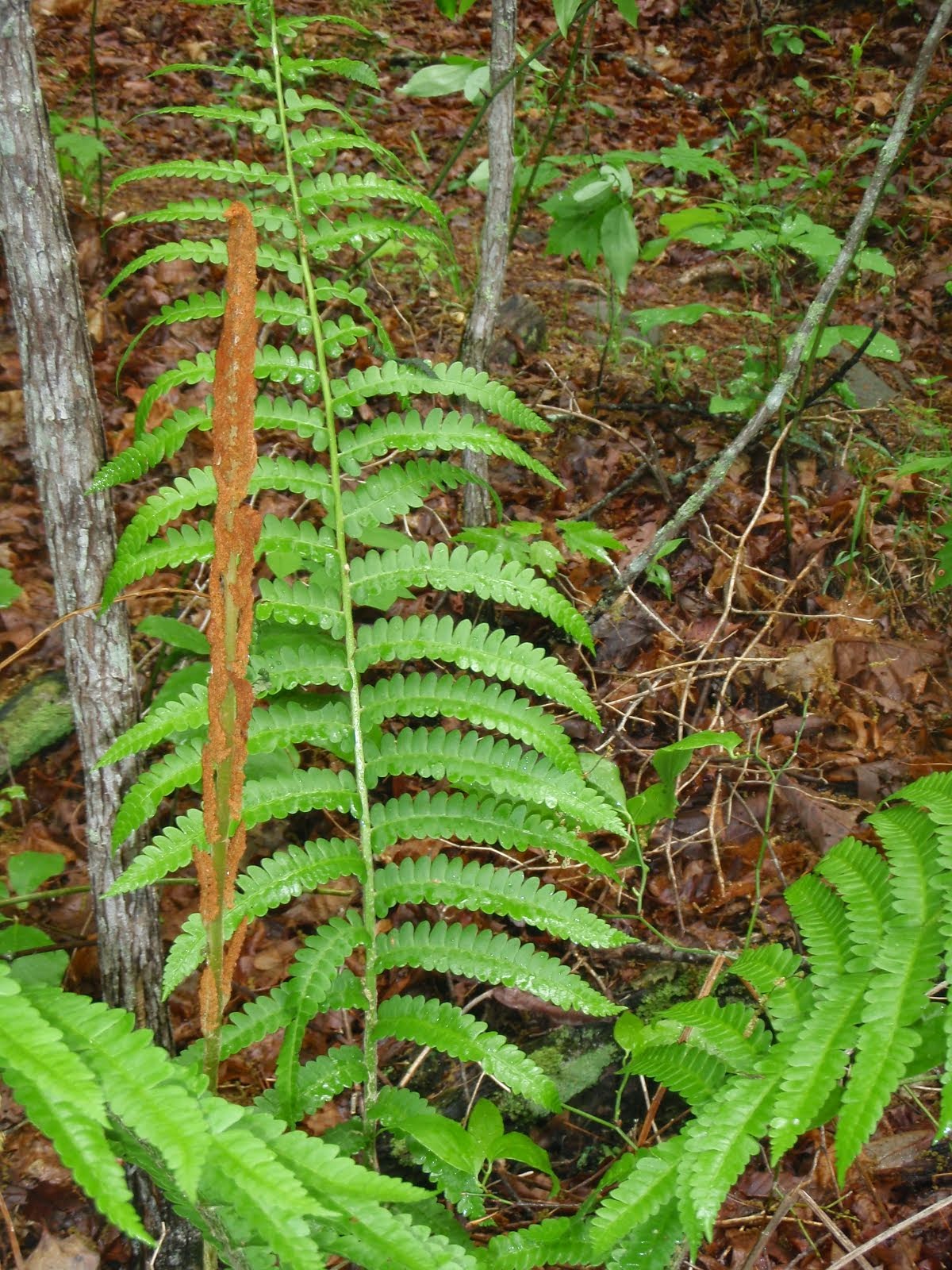 Cinnamon Fern