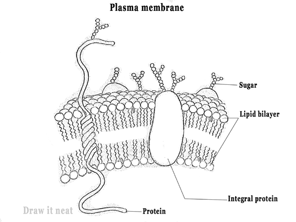 DRAW IT NEAT: How to draw plasma membrane (Cell membrane)