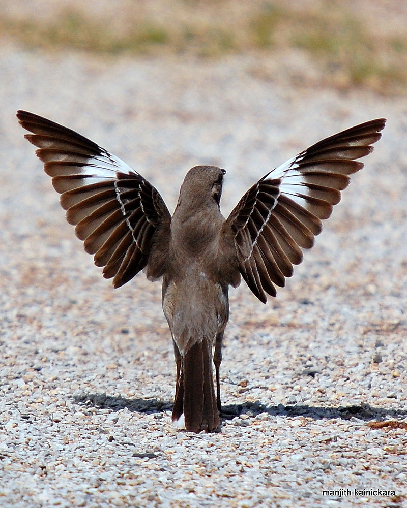 Amazing Facts About Northern Mockingbird