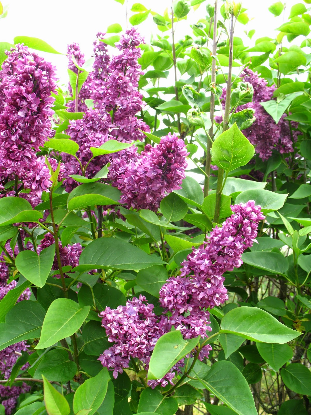 Plants Growing In My Potted Garden How To Grow Butterfly Pea