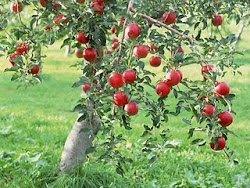 ვაშლის ხე