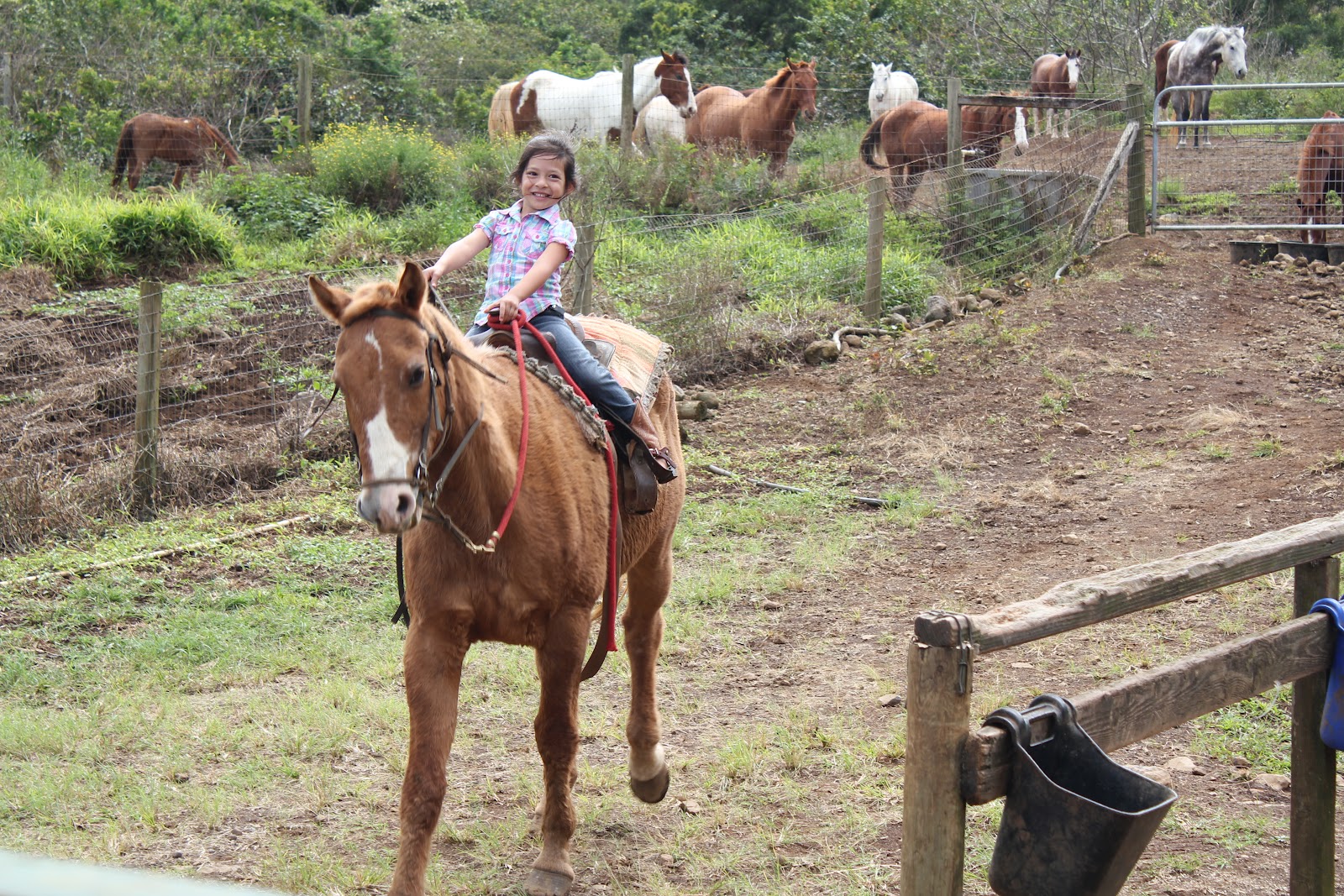 Horseback Riding in Hawaii Livin' the Mommy Life